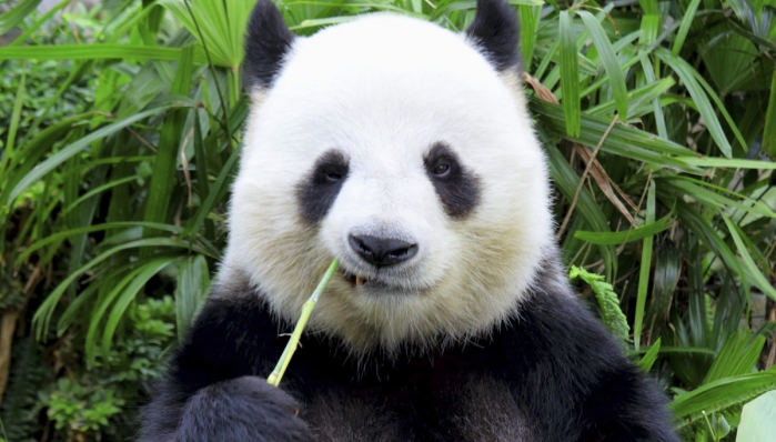 Risultati immagini per i panda