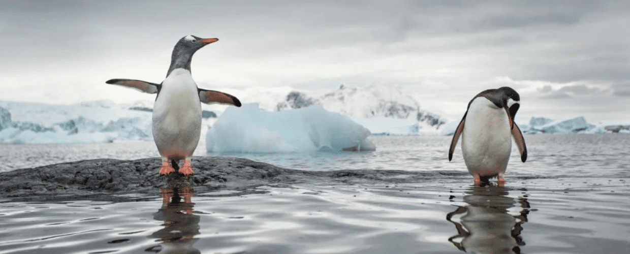 Pinguini Papua: individuate quattro diverse specie