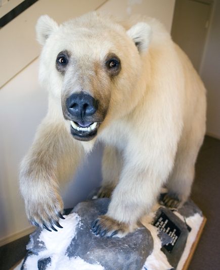 L'orso "grolare" e i nuovi ibridi polari