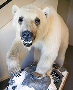L’orso “grolare” e i nuovi ibridi polari