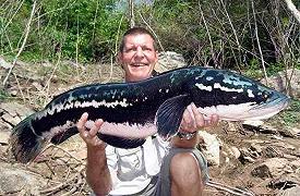 Giant Snakehead