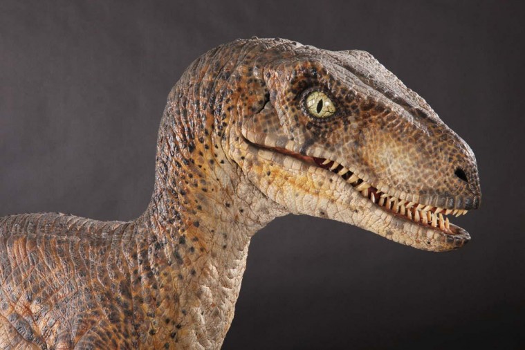 Il Velociraptor