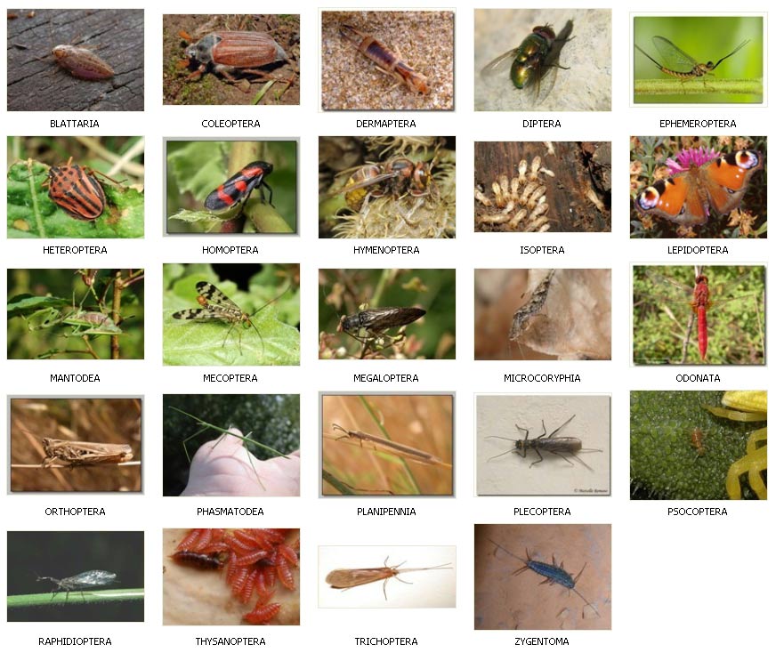 L'entomofobia (o paura degli insetti): cause e possibili soluzioni -  Santagostino Psiche