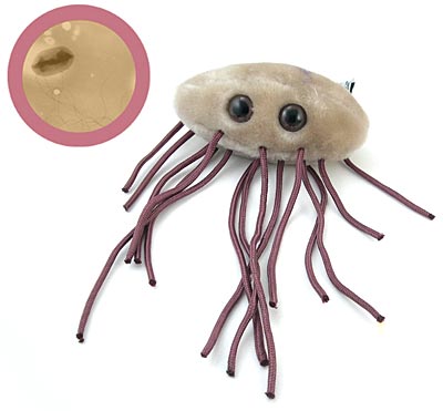 E.coli O104:H4: il batterio killer