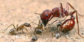 Noi e le formiche