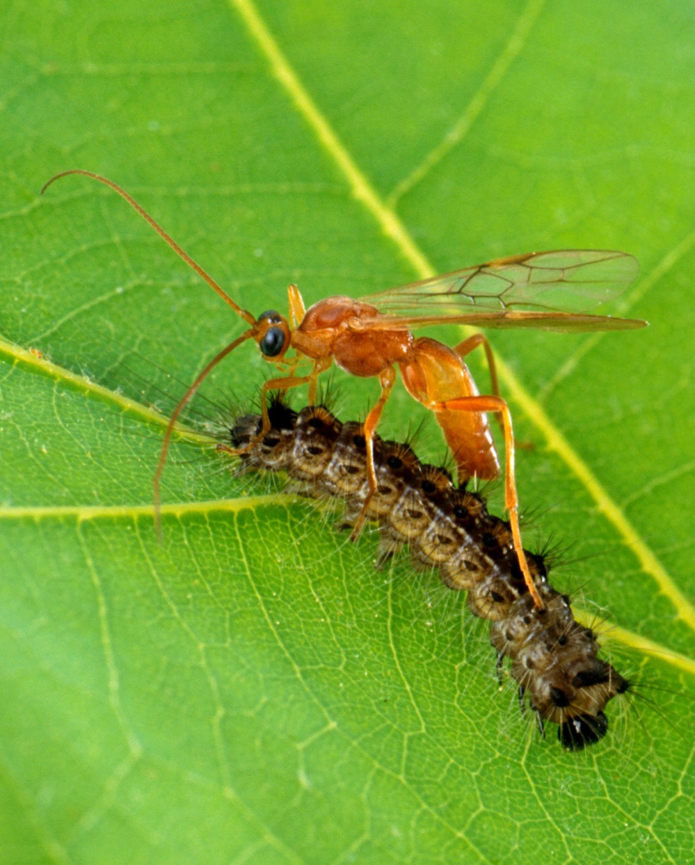 Aleiodes_indiscretus_wasp_parasitizing_gypsy_moth_caterpillar
