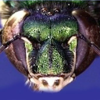 Un'ape ispirata da Sheldon Cooper
