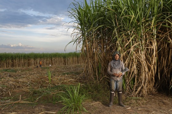 Sugar Cane