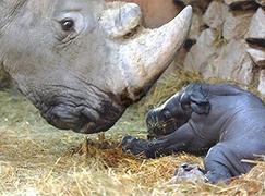 La causa del cancro, i rinoceronti neri e altre amenità…