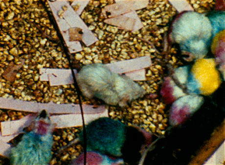 Colored_mice