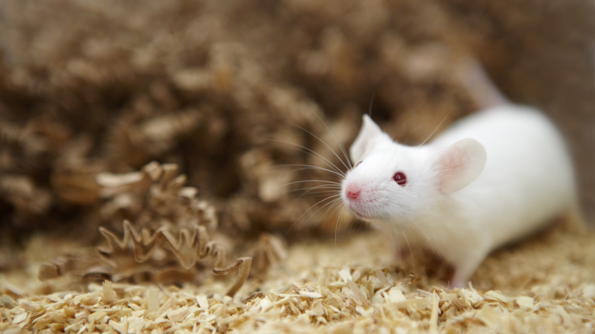 Gli scienziati sono riusciti a "ringiovanire" le cellule dei topi