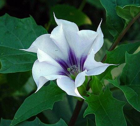 Datura Stramonium