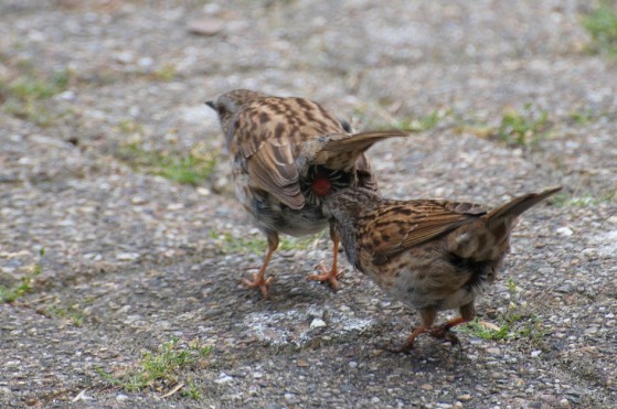 Cloacal_pecking_of_the_Dunnock