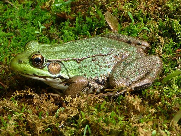 Cophixalus parkeri