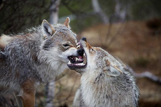 Wolves_in_Norway