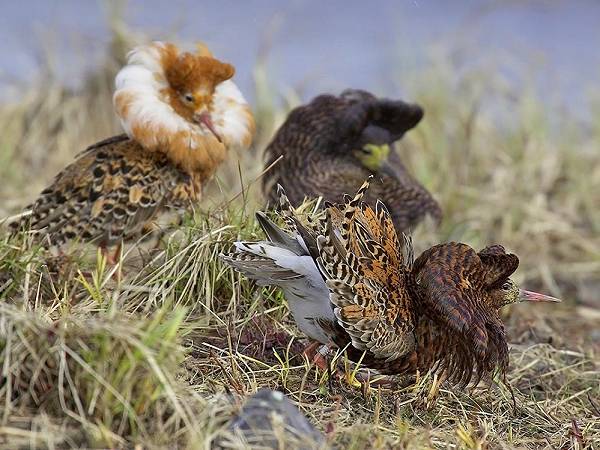 Suokukko (Philomachus pugnax) soitimella, Varanginvuono, Norja, kesäkuu 2004