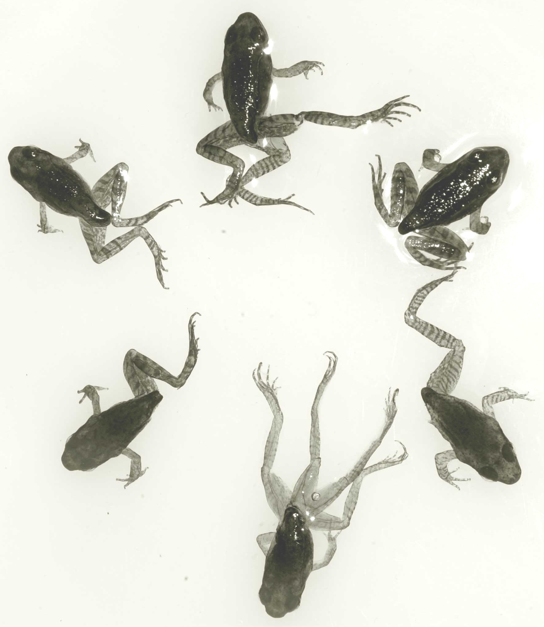 Le Rane Deformi