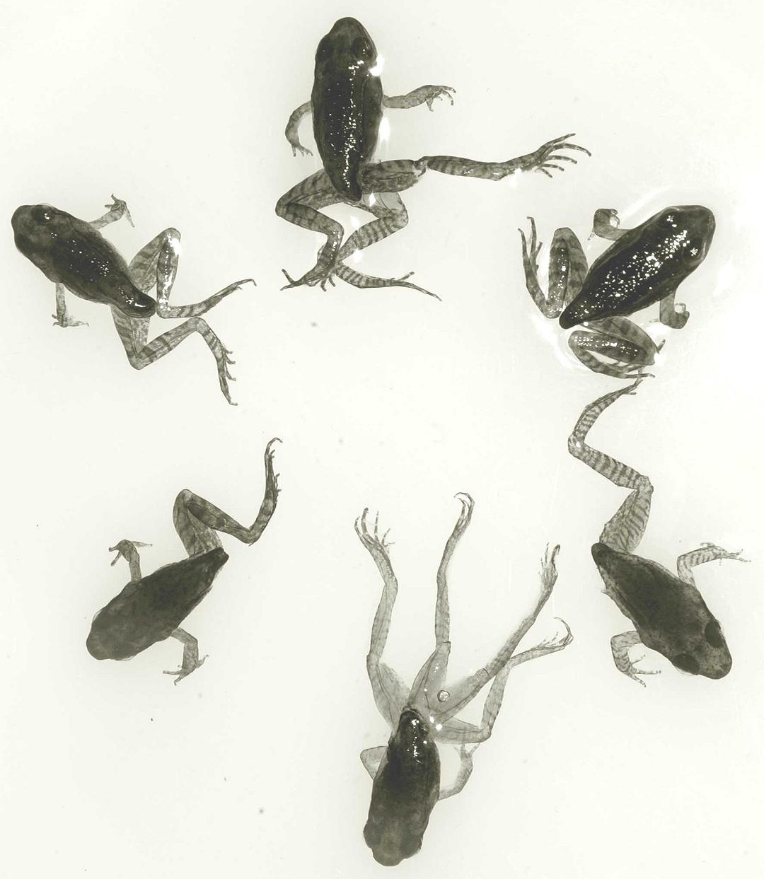 Le Rane Deformi