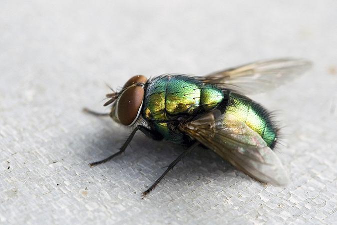 Green_Fly