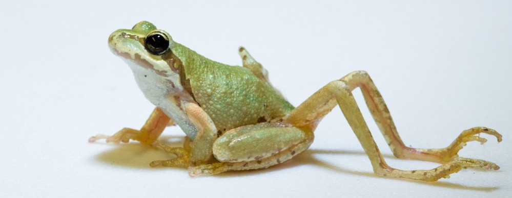 Ribeiroia Frog
