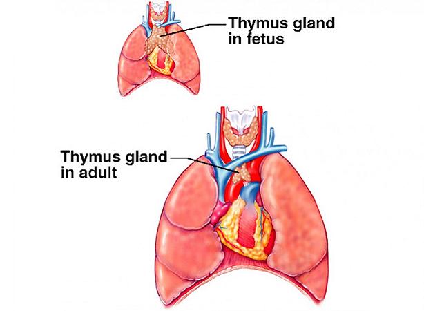 picture-of-thymus-gland