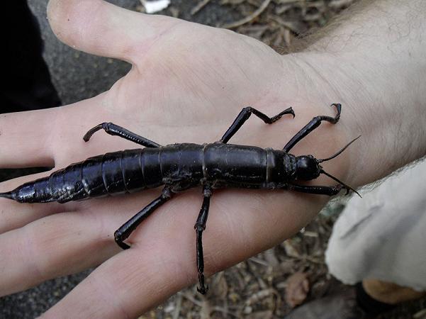 lord_howe_island_stick_insect_dryococelus_australis_10june2011_palmnursery