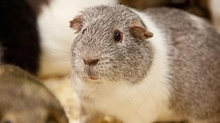 Randy, la cavia-Casanova dell’Hatton Country Word