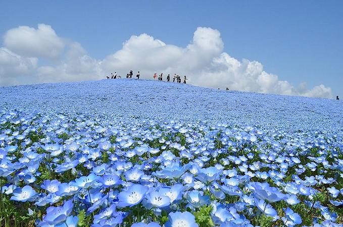 nemophilas-field-hitachi-seaside-park-21