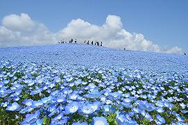 Hitachi Seaside Park