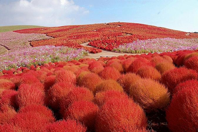 nemophilas-field-hitachi-seaside-park-17