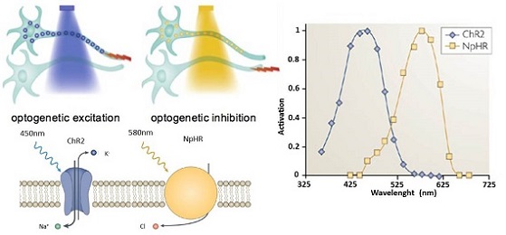 In teoria dovrebbe funzionare così: una luce dalla lunghezza d'onda aziona un canale, che determina la risposta del neurone