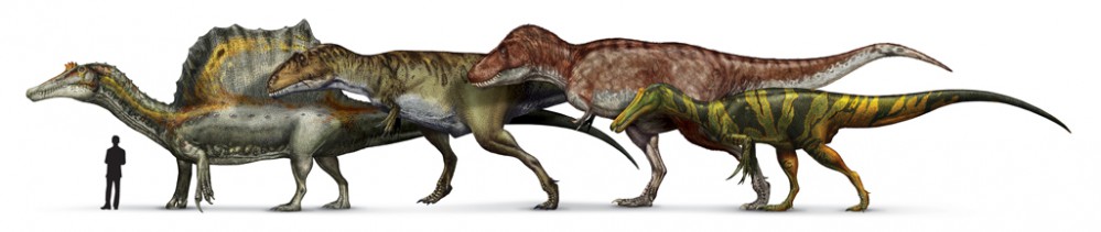 confronto-dimensionale-tra-spinosauro-e-altri-teropodi---disegni-D.-Bonadonna-Prehistoric-Minds