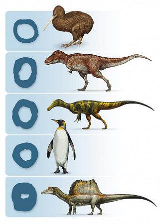 confronto-sezioni-ossa---disegni-D.-Bonadonna-Prehistoric-Minds