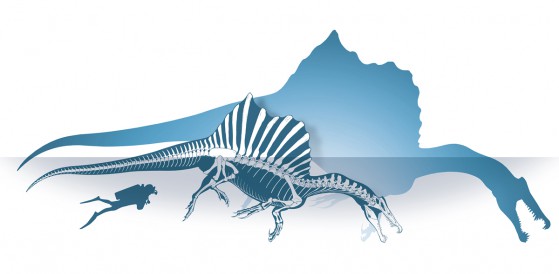 07---ricostruzione-scheletrica-spinosauro---foto-M.-Auditore-_-PrehistoricMinds