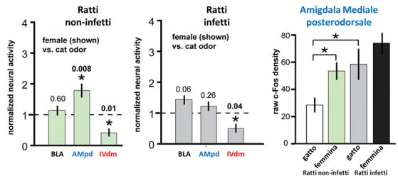 Negli animali sani (sinistra) l’ odore femminile aumenta l’attività della  AMpd, paragonato all’ effetto dell’ odore del predatore, mentre resta uguale nei ratti infetti (al centro). A destra un confronto diretto tra i livelli di attivazione dell’ AMpd nelle varie condizioni