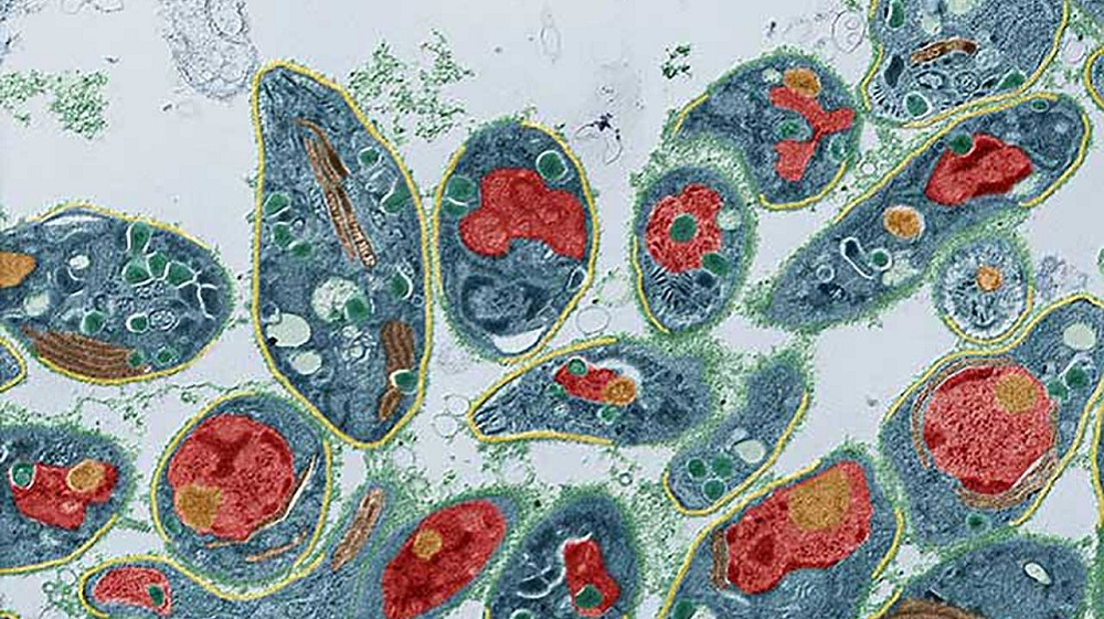 Toxoplasma gondii: un parassita molto influente