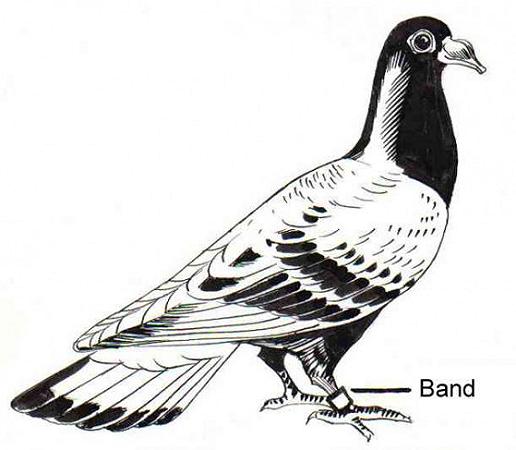 Carrier_Pigeon_PSF