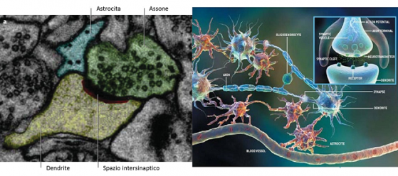 L’ associazione tra astrocita e sinapsi è sia strutturale che funzionale