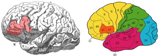 A destra, evidenziato, l’ area descritta da Broca, a sinistra, in arancione, l’ Area di Broca moderna