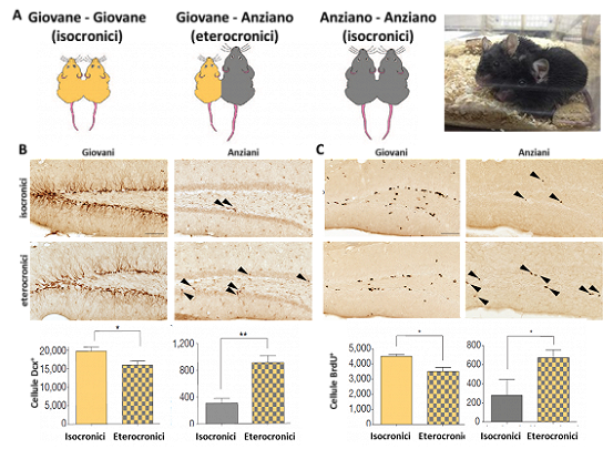 Negli ippocampi dei  tre gruppi sperimentali (A),  i markers neurogenici Dcx (B) e BrdU (C) mostrano profili simili di attivazione nei soggetti eterocronici