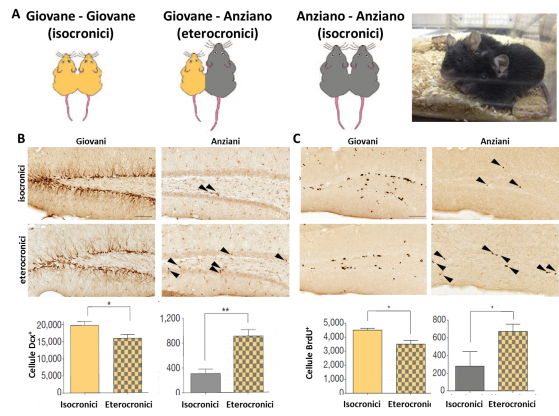 Negli ippocampi dei  tre gruppi sperimentali (A),  i markers neurogenici Dcx (B) e BrdU (C) mostrano profili simili di attivazione nei soggetti eterocronici