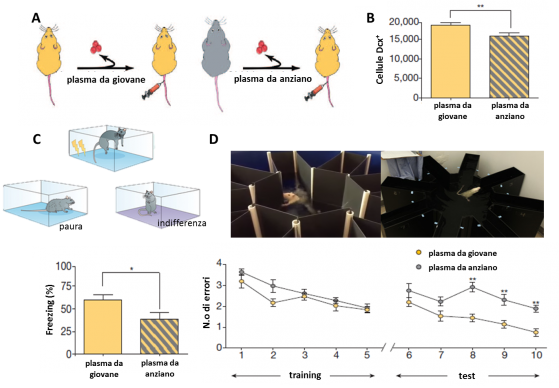 Confrontando i due gruppi (A), si vede ancora una volta una ridotta neurogenesi ippocampale (B), che accompagna deficit nel condizionamento contestuale alla paura,  misurato come risposta di freezing (C) e nel labirinto a bracci radiali acquatico, misurato in numero di imboccature dei bracci sbagliati prima di trovar l’ uscita (D)