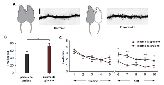 Il sangue giovane fa aumentare la densità sinaptica nell’ ippocampo dei vecchi eterotrasfusi (A), e n migliora le prestazioni cognitive (B & C)