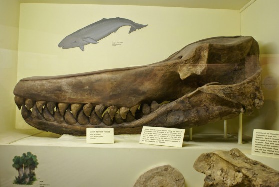 Toothed_whale_skull