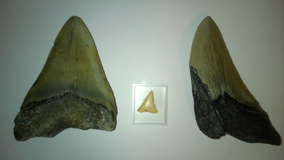 Questi sono due denti fossili di Megalodon della mia collezione, messi a confronto con un dente fossile di grande squalo bianco