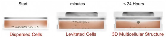 Bioprinting - coltura per levitazione magnetica 
