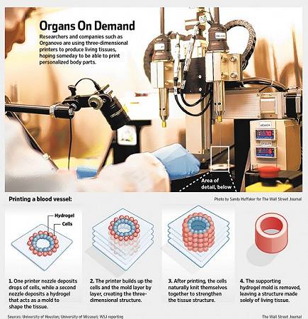 Stampa 3D di organi