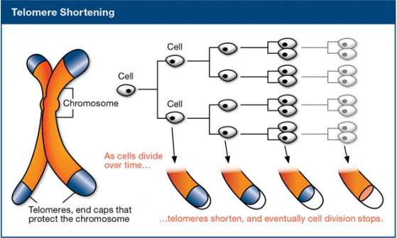 Telomere shortening