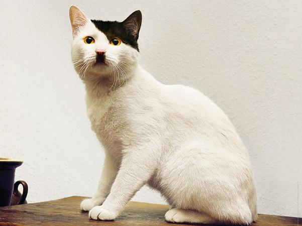 cat-that-looks-like-hitler