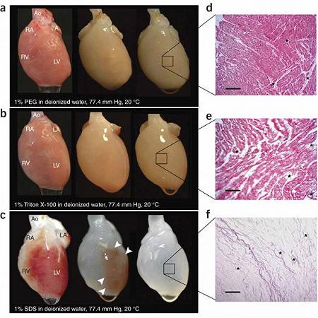 Decellularizzazione di un cuore di topo